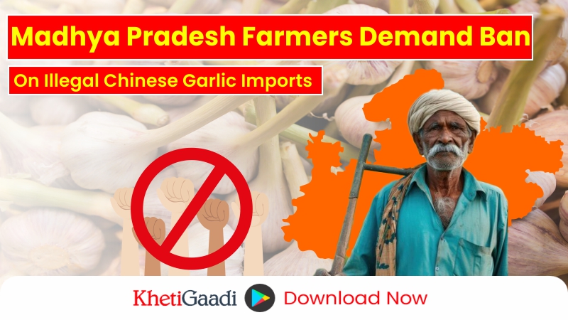 Madhya Pradesh Farmers Call for Ban on Illegal Chinese Garlic Imports 