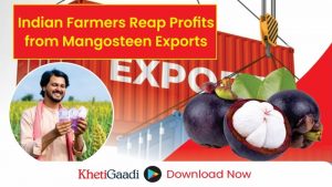 India’s Mangosteen Boom: How Farmers are Cashing in on the World’s Most Valuable Fruit 