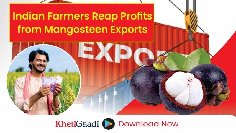 India’s Mangosteen Boom: How Farmers are Cashing in on the World’s Most Valuable Fruit 