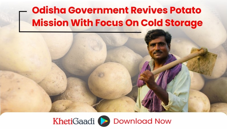 Odisha Revives Potato Mission to Achieve Self-Sufficiency in Potato Production 