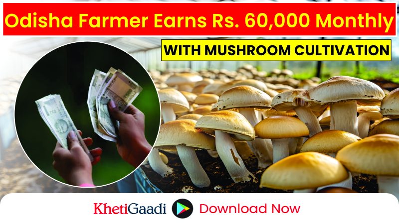 Odisha Farmer Grows 300 Kgs of Mushrooms Monthly, Earns Rs. 60,000/- 