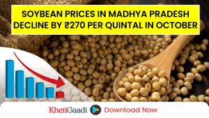 Soybean Prices Decline in Madhya Pradesh Farmers Waiting for MSP Purchase to Start 