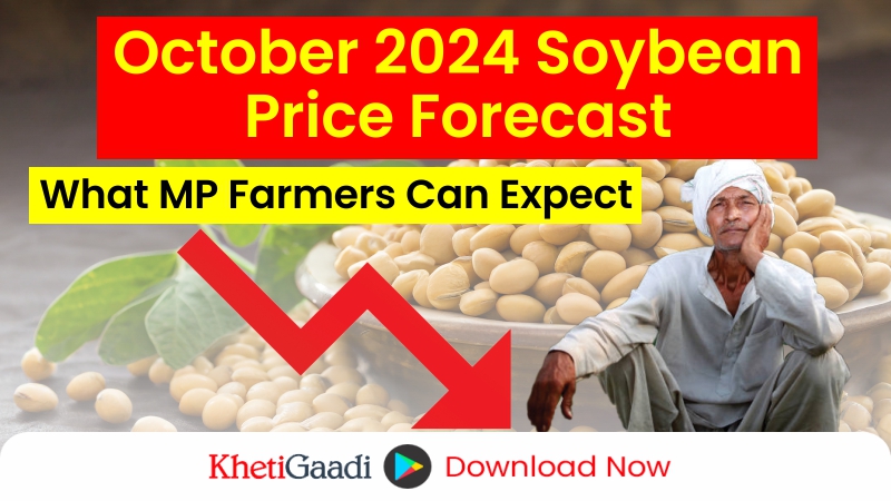 Soybean Prices in MP; What to expect in the month of October 2024? 