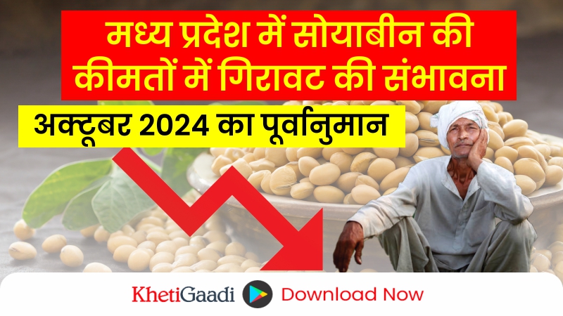 मध्य प्रदेश में सोयाबीन की कीमतें; अक्टूबर 2024 में क्या उम्मीद की जा सकती है?