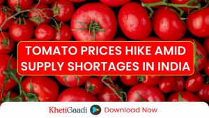 After Onions, Tomato Prices Also Soar Amidst Supply Shortages 