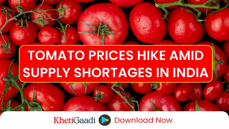 After Onions, Tomato Prices Also Soar Amidst Supply Shortages 