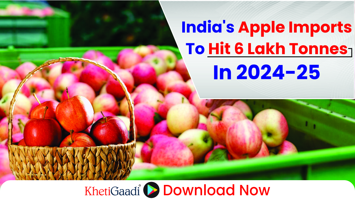 Import of foreign apples will increase in India, prices are expected to remain high till August next year