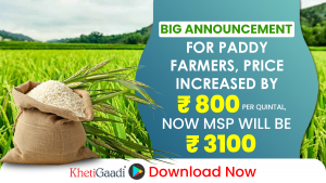 Big announcement for paddy farmers, price increased by Rs. 800/- per quintal, now MSP will be Rs 3100 /- 