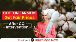 Finally cotton farmers will get their rights, big announcement of Cotton Corporation regarding purchase and price 