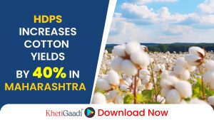 Maharashtra Farmers Adopt High-Density Planting System to Boost Cotton Productivity