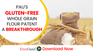 PAU Secures Patent for Gluten-Free Whole Grain Flour to Benefit Gluten-Intolerant Consumers 