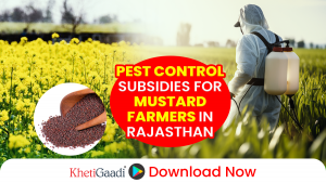 Rajasthan Agriculture Department Issues Guidelines to Protect Mustard Crop from Pests 