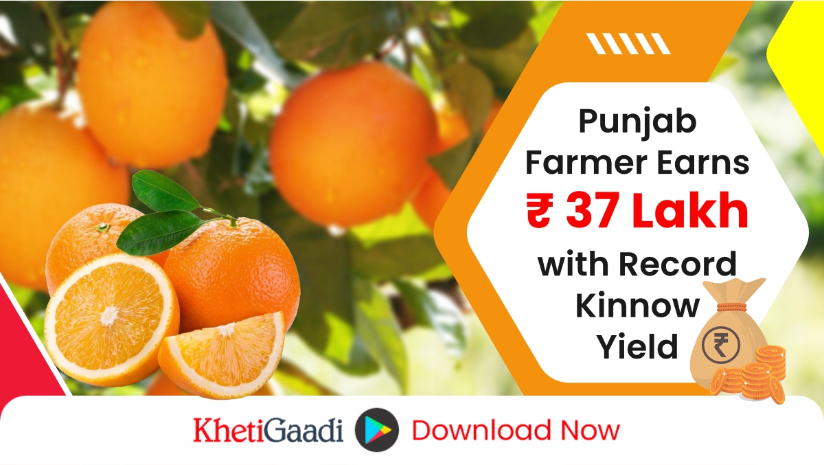 Punjab Farmer Achieves Record-Breaking Kinnow Yield, Earning Rs 37 Lakh Annually 