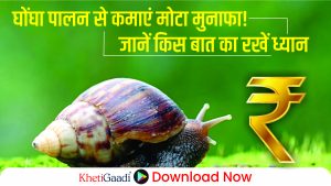 घोंघा पालन (Snail farming) से करें अच्छी कमाई! जानें किन बातों का रखें ध्यान