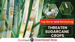 Top borer and milli bug attack on sugarcane cultivation, there may be a decline in yield; Farmers’ tension increased 