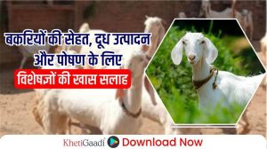 Goat Farming: बकरियों की सेहत, दूध उत्पादन और पोषण के लिए विशेषज्ञों की खास सलाह