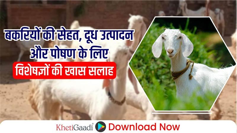 Goat Farming: बकरियों की सेहत, दूध उत्पादन और पोषण के लिए विशेषज्ञों की खास सलाह