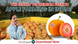 Kissabel Orange Apples Set to Transform India’s Fruit Industry