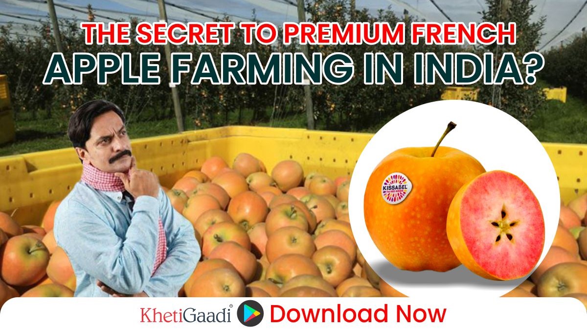 Kissabel Orange Apples Set to Transform India’s Fruit Industry