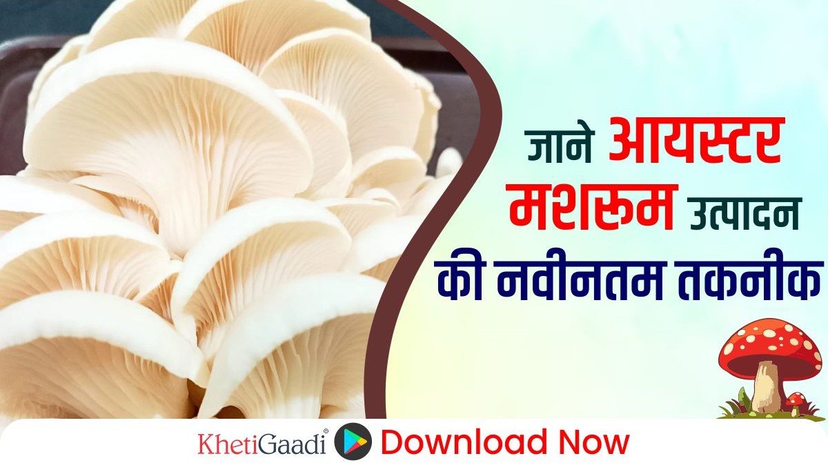 जाने आयस्टर मशरूम (oyster mushroom) उत्पादन की नवीनतम तकनीक