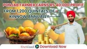 Punjab Farmer Journey to 1,200 Quintals of Kinnow Yield