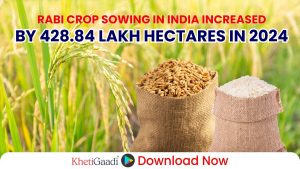 Rabi Crop Sowing Crosses 428 Lakh Hectares in India: A Promising Start to the 2024-25 Season 