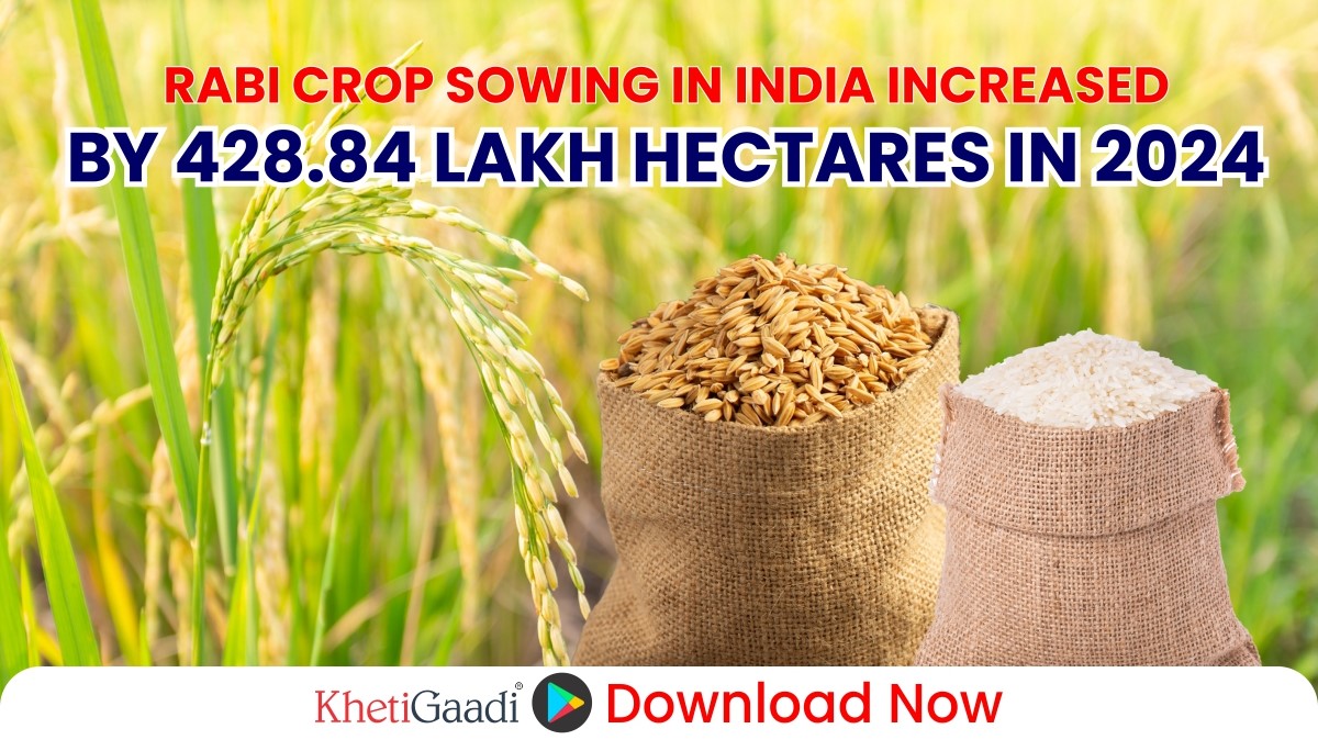 Rabi Crop Sowing Crosses 428 Lakh Hectares in India: A Promising Start to the 2024-25 Season 