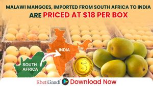 Malawi Mangoes Arrive Late in India: Priced at $18 Per Box