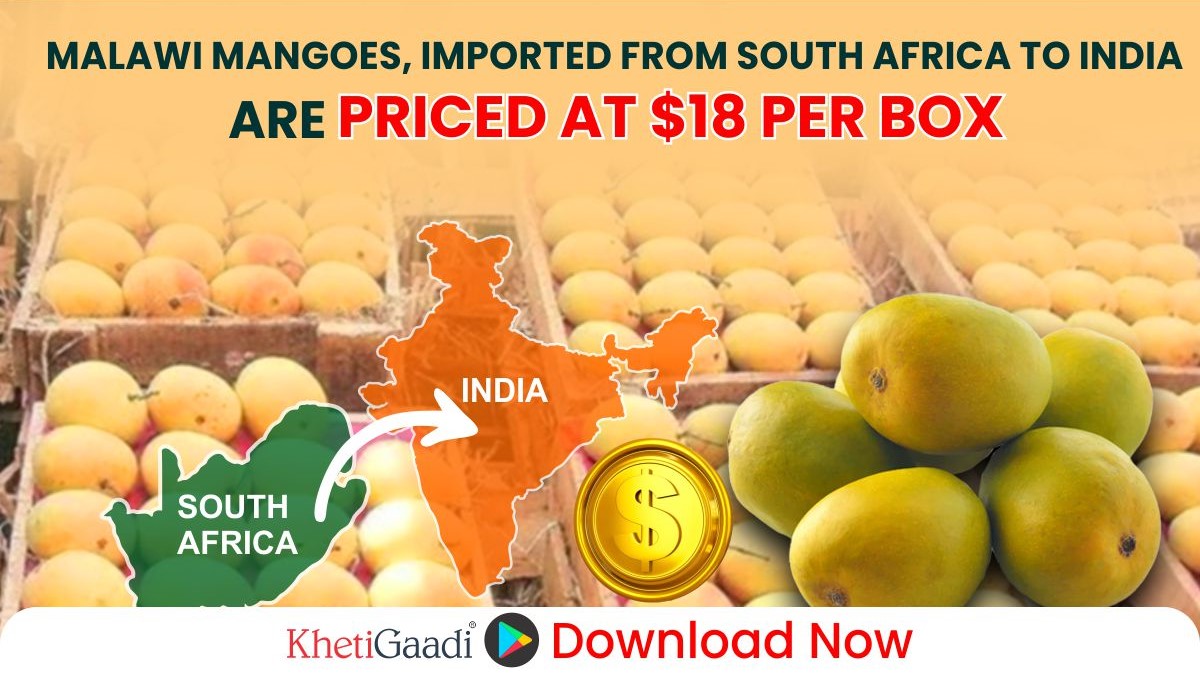 Malawi Mangoes Arrive Late in India: Priced at $18 Per Box