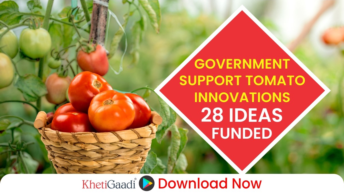 Centre Provides Funding To 28 Innovators Of Tomato Grand Challenge