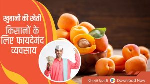 खुबानी (Apricot) की खेती: किसानों के लिए फायदेमंद व्यवसाय, एक किलो की कीमत 1200 रुपये तक!