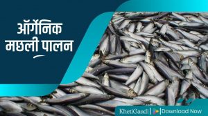 ऑर्गेनिक मछली पालन: देश में पहली बार सिक्किम में शुरू हुआ जैविक मत्स्य पालन, घरेलू और निर्यात बाजारों में बढ़ेगी मांग