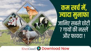 छोटी लेकिन फायदेमंद! जानिए दुनिया की 7 अनोखी गाय नस्लें !