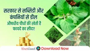 कम मेहनत,ज्यादा मुनाफे:औषधीय पौधे की खेती से लाखों कमाएँ,जानें पूरी जानकारी!