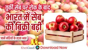 तुर्की के सेब पर प्रतिबंध के बाद अब भारतीय सेब की बिक्री में उछाल,जानें मंडियों के ताज़ा भाव!