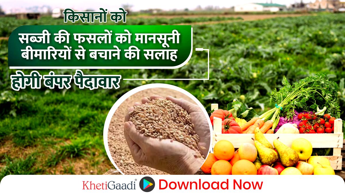 किसानों को सब्जी की फसलों को मानसूनी बीमारियों से बचाने की सलाह, होगी बंपर पैदावार