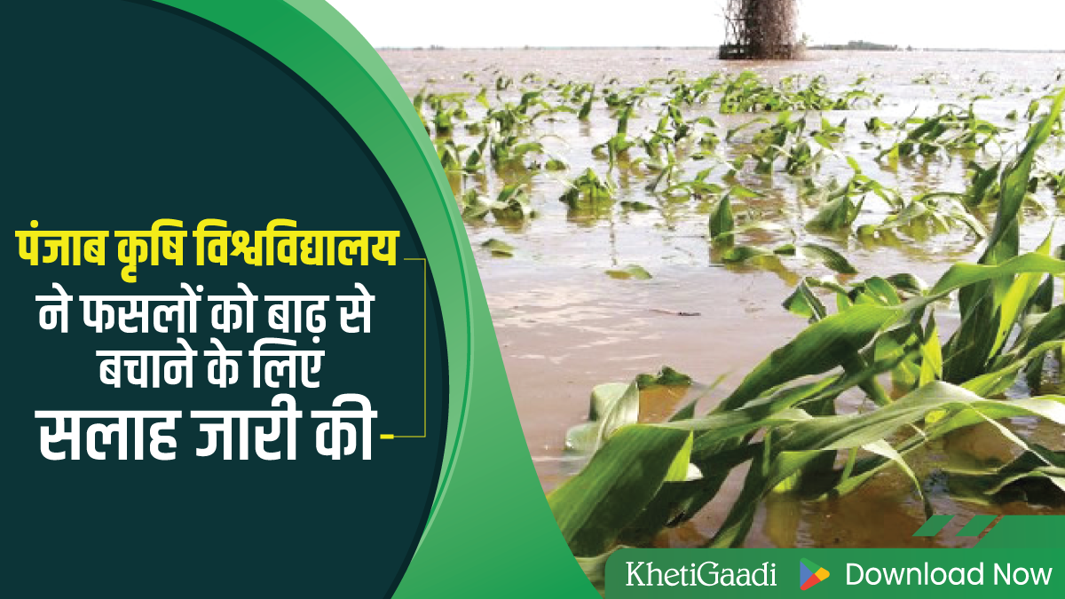 पंजाब कृषि विश्वविद्यालय ने फसलों को बाढ़ से बचाने के लिए सलाह जारी की