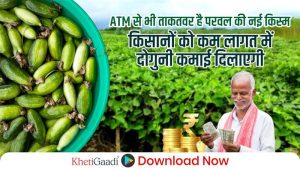 ATM से भी ताकतवर है परवल की नई किस्म, किसानों को कम लागत में दोगुनी कमाई दिलाएगी