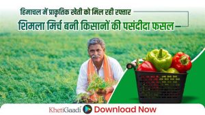 हिमाचल में प्राकृतिक खेती को मिल रही रफ्तार, शिमला मिर्च बनी किसानों की पसंदीदा फसल