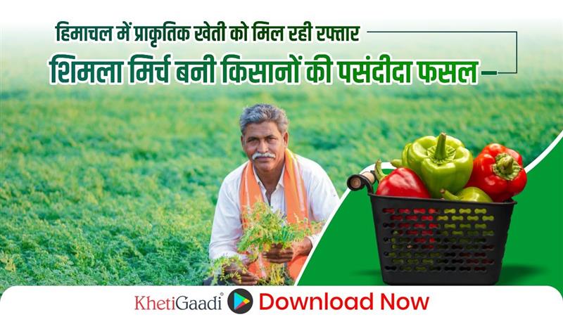 हिमाचल में प्राकृतिक खेती को मिल रही रफ्तार, शिमला मिर्च बनी किसानों की पसंदीदा फसल