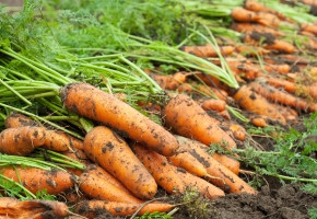 Carrot-Early Nantes(50gm)