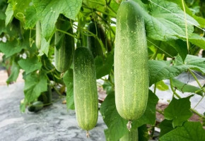 Cucumber-Saloni F1(10 gm)