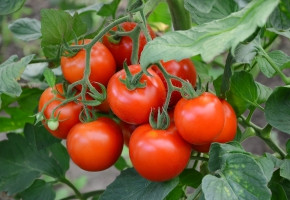 Tomato-Orion F1 (10 gm)